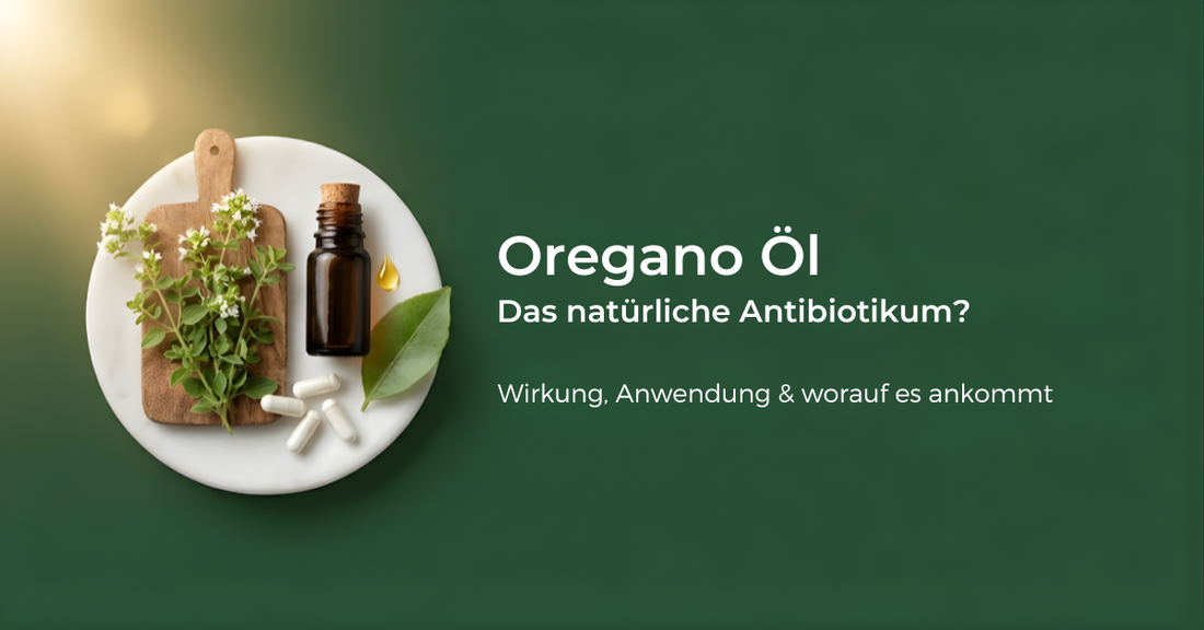 Oregano Öl Wirkung: Das stärkste natürliche Antibiotikum?